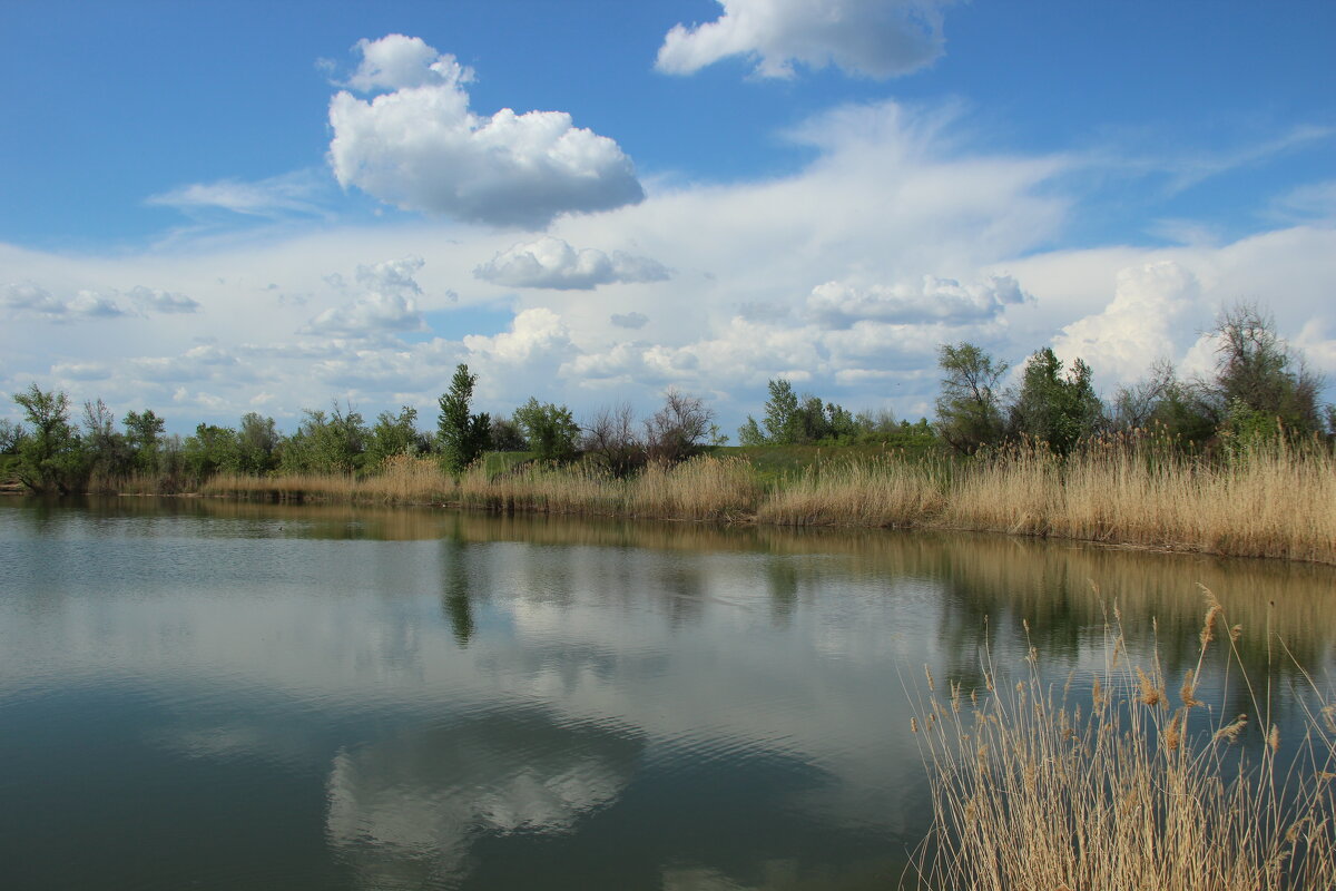 Местные виды. - Виктор 