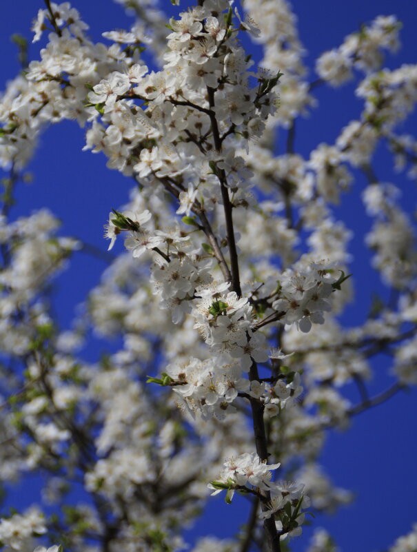 Нежный апрель.. - Татьян@ Ивановна