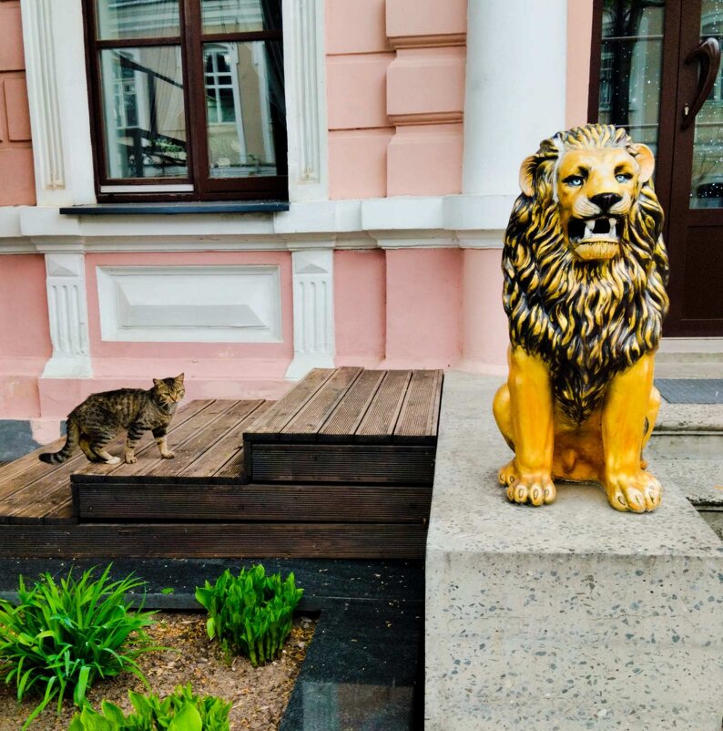 Ну, что за лев этот тигр!) И я, как вы понимаете, не о большом) - Галина Бобкина