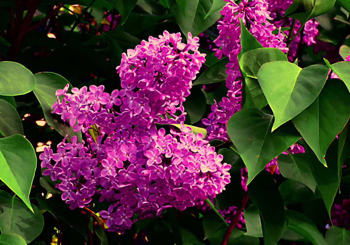 РАСЦВЕЛА СИРЕНЬ В МОЁМ САДОЧКЕ -2 - Елена Куприянова 