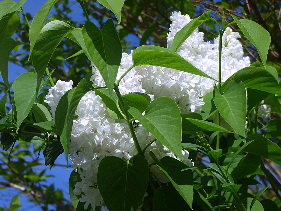 РАСЦВЕЛА СИРЕНЬ В МОЁМ САДОЧКЕ -5 - Елена Куприянова РАСЦВЕЛА СИРЕНЬ В МОЁМ САДОЧКЕ -5 - Елена Куприянова