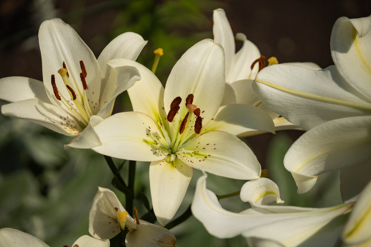 Лилия - Сергей Михайлов