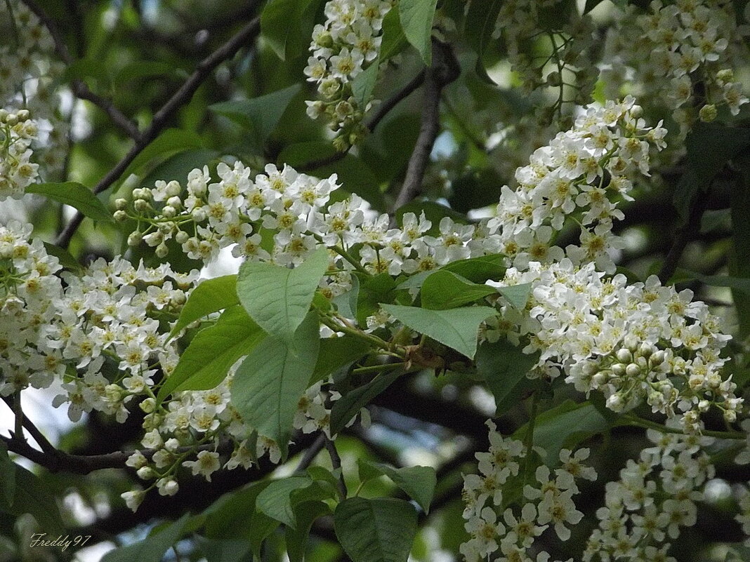 Черёмухи цвет - Freddy 97 Черёмухи цвет - Freddy 97