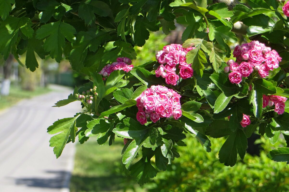 Зацветает красивый боярышник - Татьяна Смоляниченко