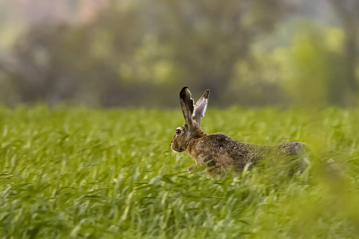 *** - Валерий Черняк *** - Валерий Черняк