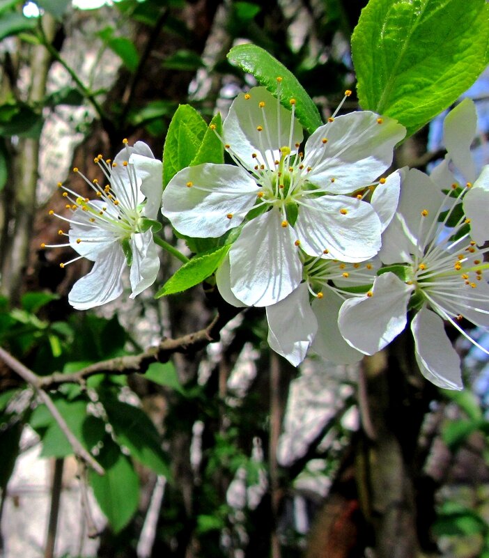Сдива цветет - Сергей Карачин Сдива цветет - Сергей Карачин