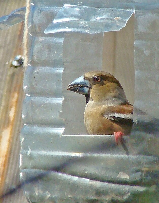 первомайский дубонос - gawrilа - dan