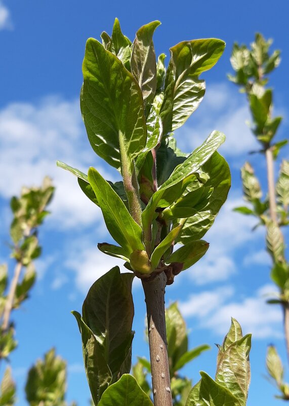Пришел зеленый май - Наталья Герасимова