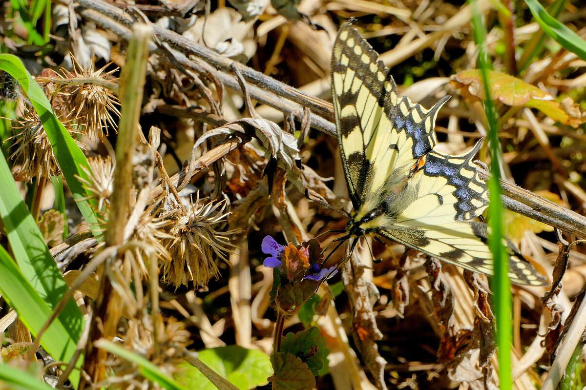бабочки, снятые 30 апреля 3 - Александр Прокудин бабочки, снятые 30 апреля 3 - Александр Прокудин