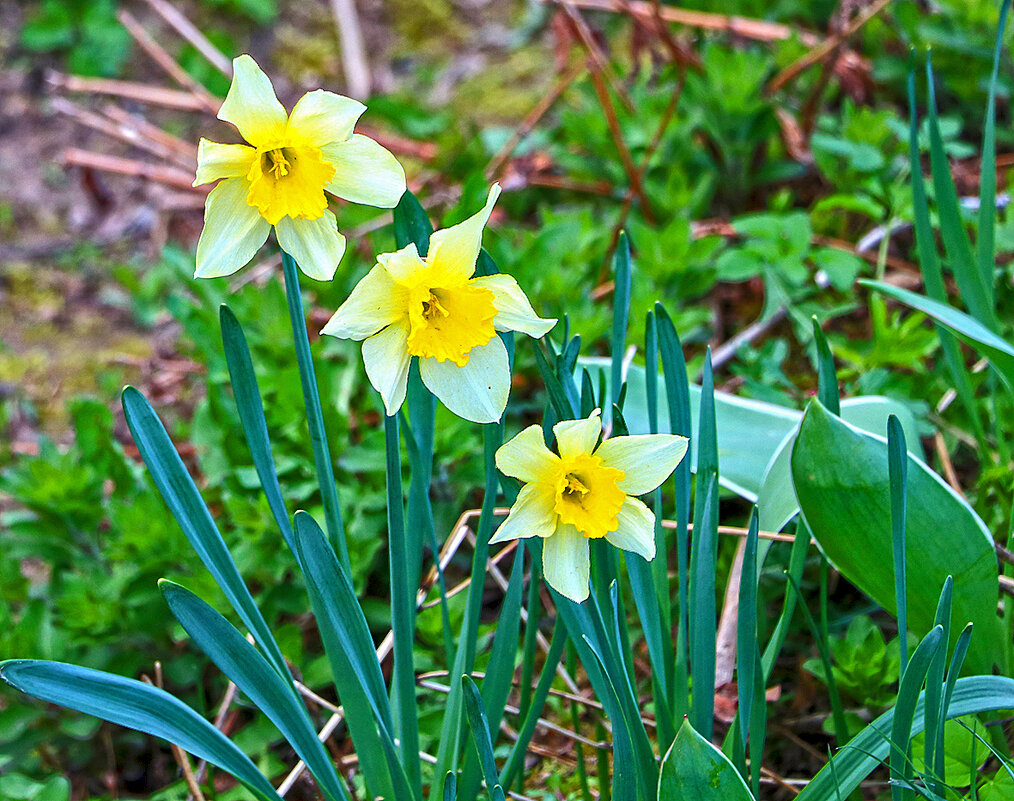 Весеннее трио - Светлана Весеннее трио - Светлана