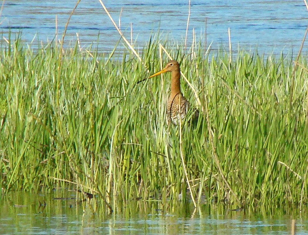 большой веретенник - gawrilа - dan