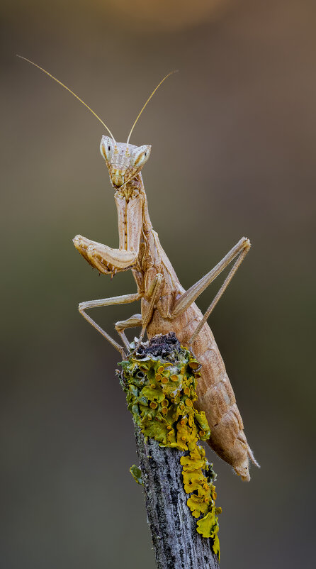 Богомол.(Ameles). - Александр Григорьев Богомол.(Ameles). - Александр Григорьев