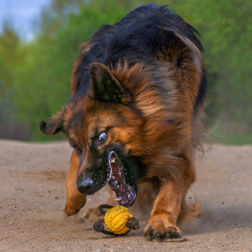 про колобка - игорь 