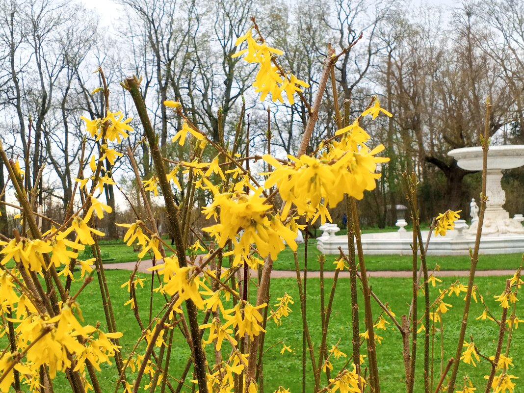 Форзиция - Сапсан 