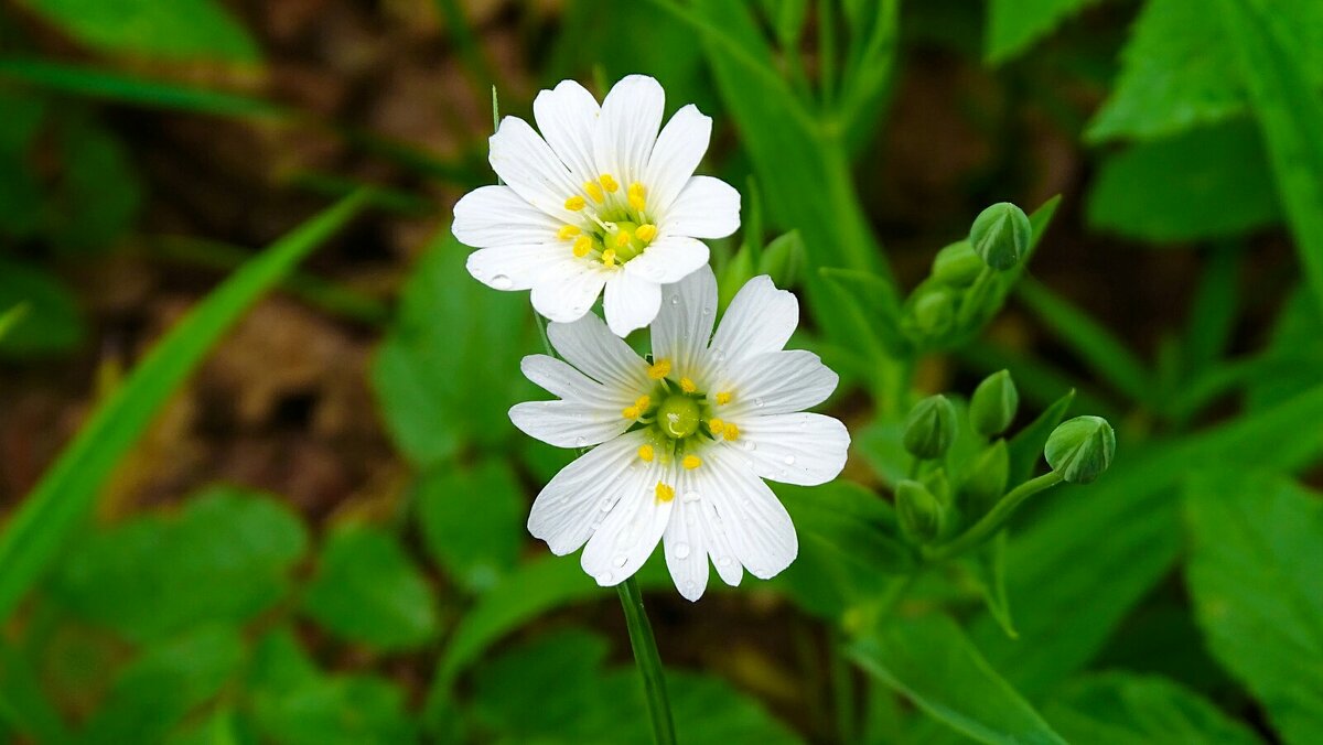 Лесные звездчатки - Милешкин Владимир Алексеевич 