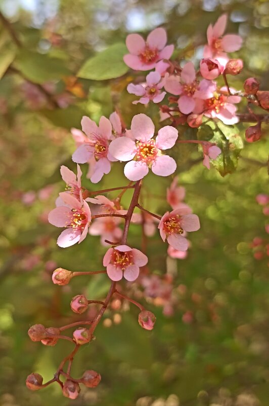 Пришёл яркий солнечный май. - Pippa 