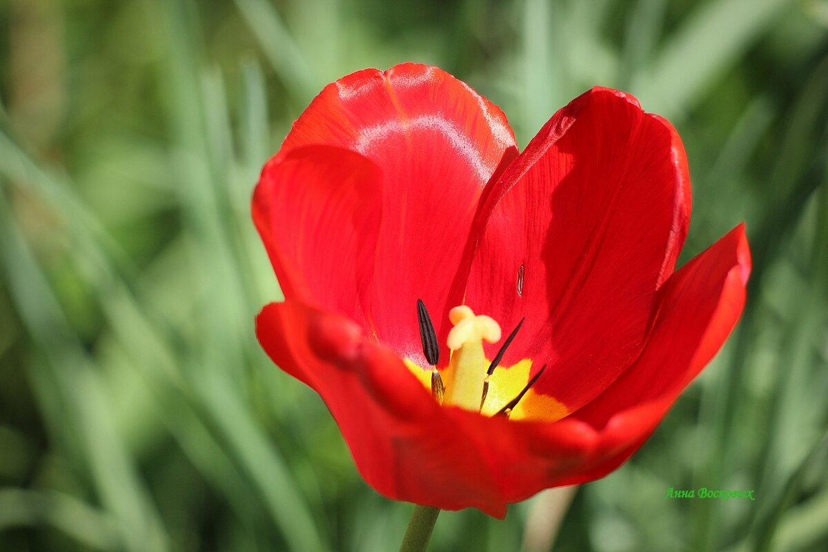 Аленький цветочек. - Восковых Анна Васильевна Аленький цветочек. - Восковых Анна Васильевна