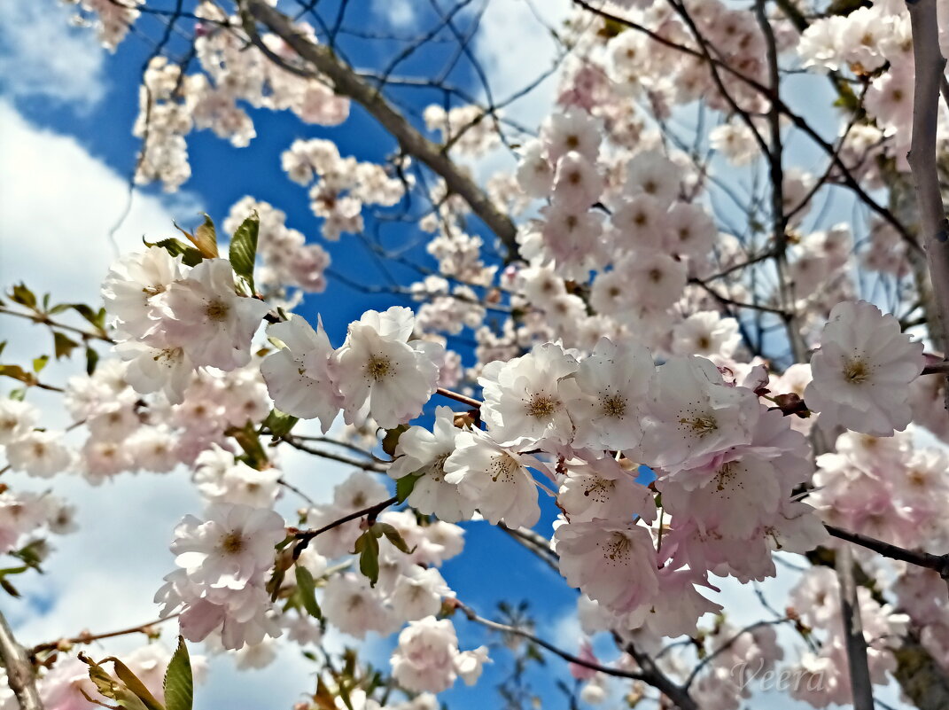 Цветение сакуры - Veera V Цветение сакуры - Veera V