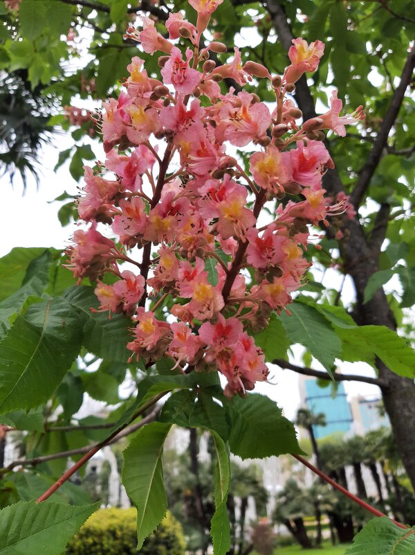 Конский каштан мясо-красный - Tata Wolf