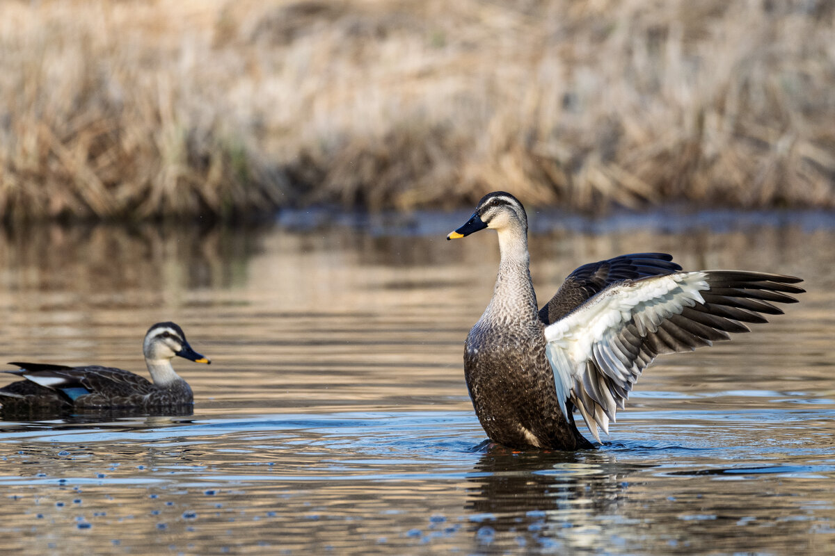 Утки - Alexandr Khizhniak