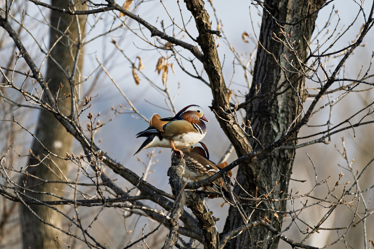 Утки_4 - Alexandr Khizhniak