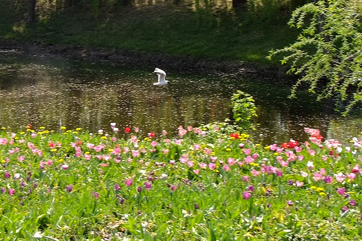 Полёт - Фёдор Меркурьев