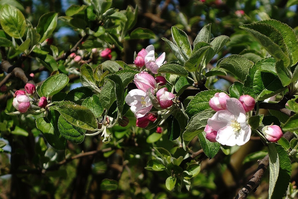 Цветет Яблоня - Рита Симонова Цветет Яблоня - Рита Симонова