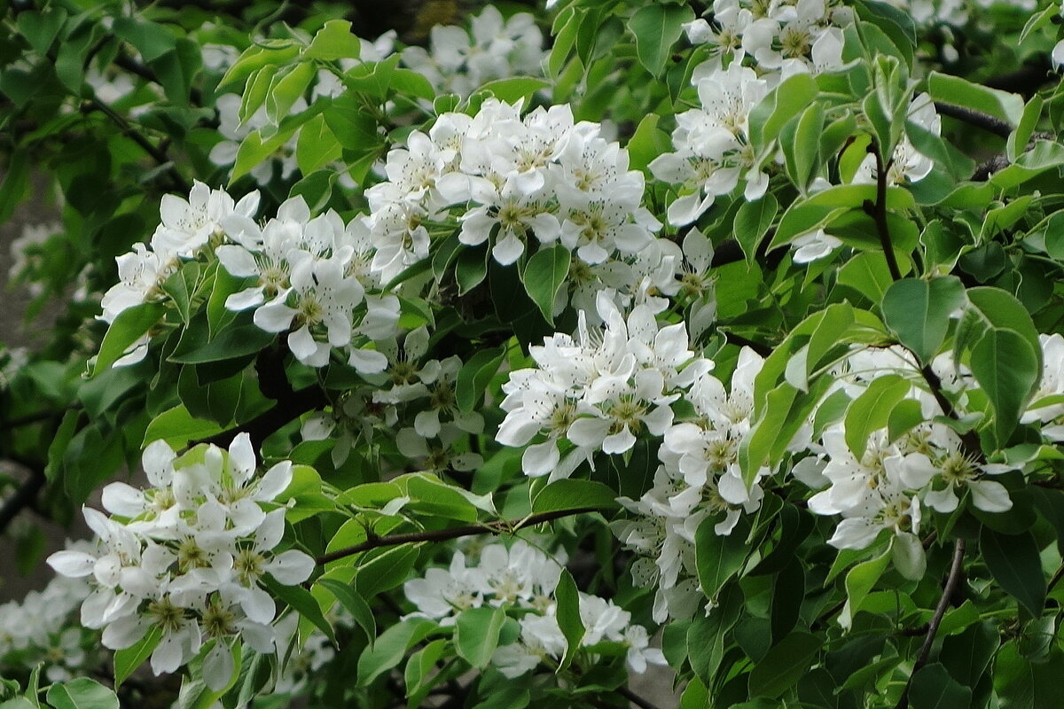 Цветет Груша - Рита Симонова