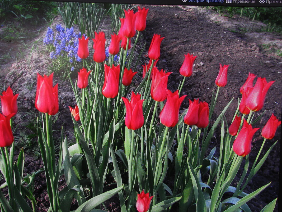 Красота - Людмила Смородинская