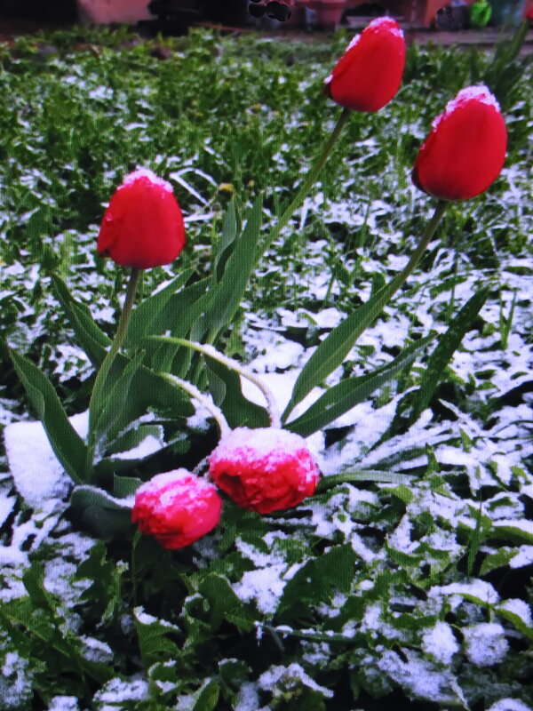 Бедные тюльпаны - Людмила Смородинская Бедные тюльпаны - Людмила Смородинская