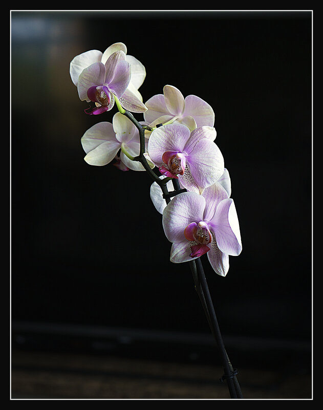 ОРХИДЕЯ - Владимир Кроливец