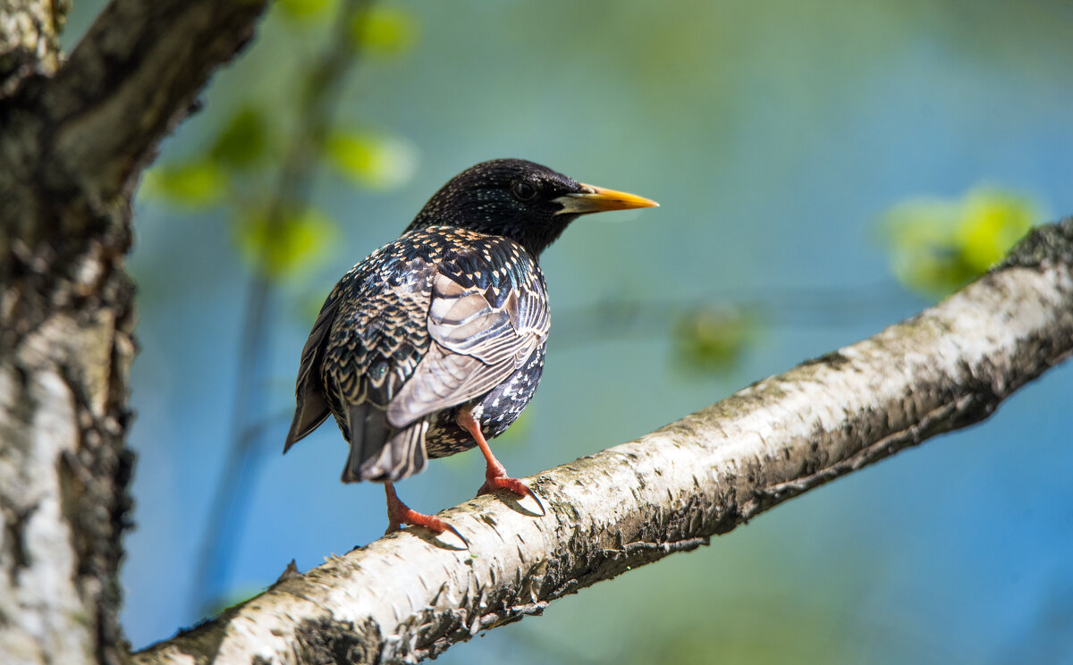 *** - Владимир Безбородов