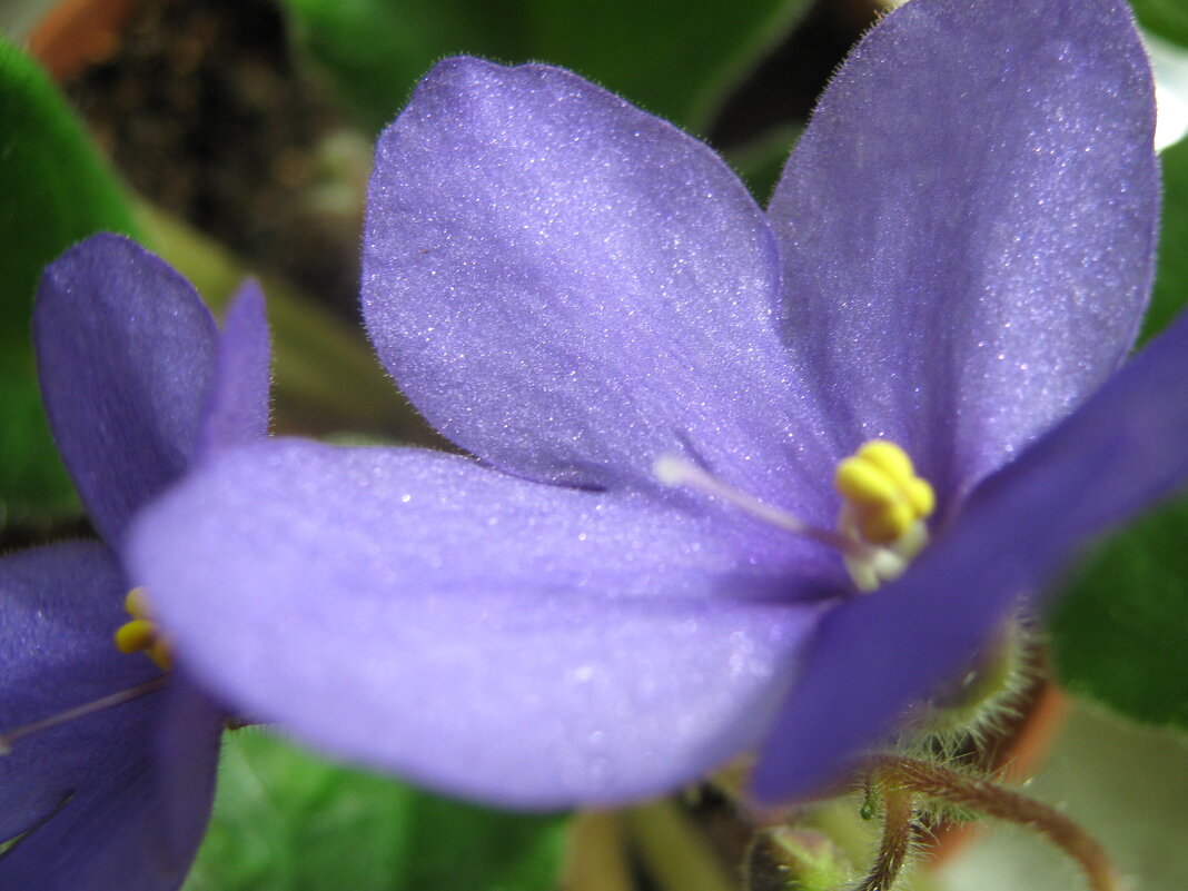 Фиалка - Елена Семигина Фиалка - Елена Семигина