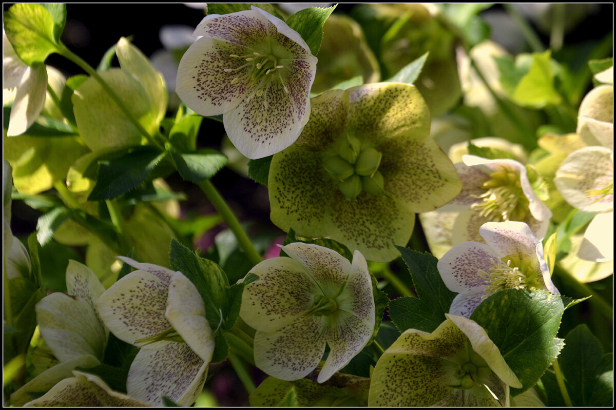 Морозник... - Aleksandr Gal Морозник... - Aleksandr Gal