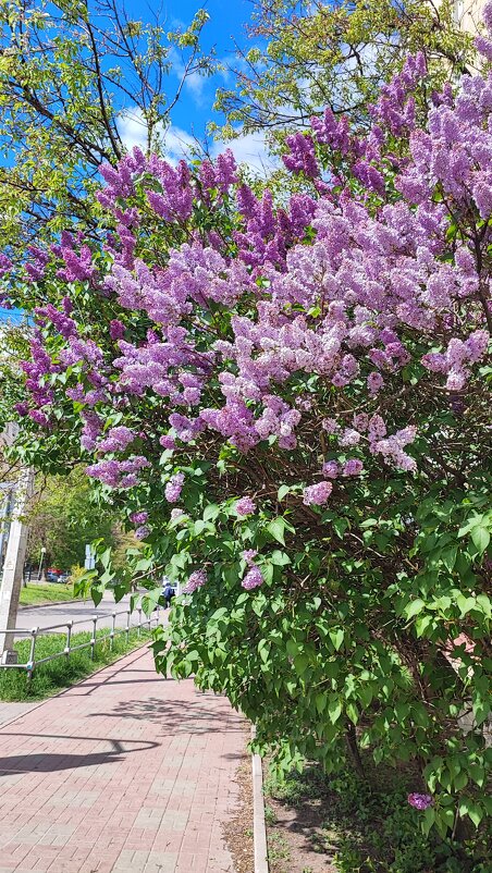 ,,, - Сергей Тимоновский