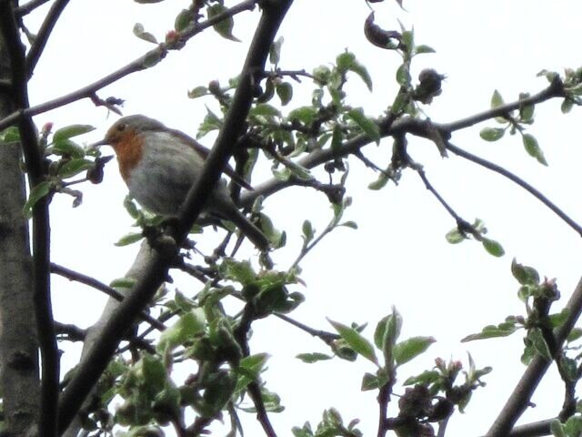 Заряночка - Дмитрий Никитин