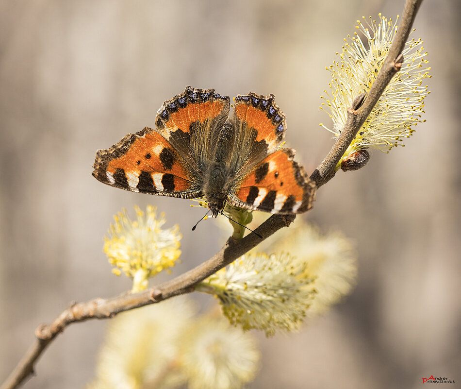 На веточке - Андрей Пристяжнюк На веточке - Андрей Пристяжнюк