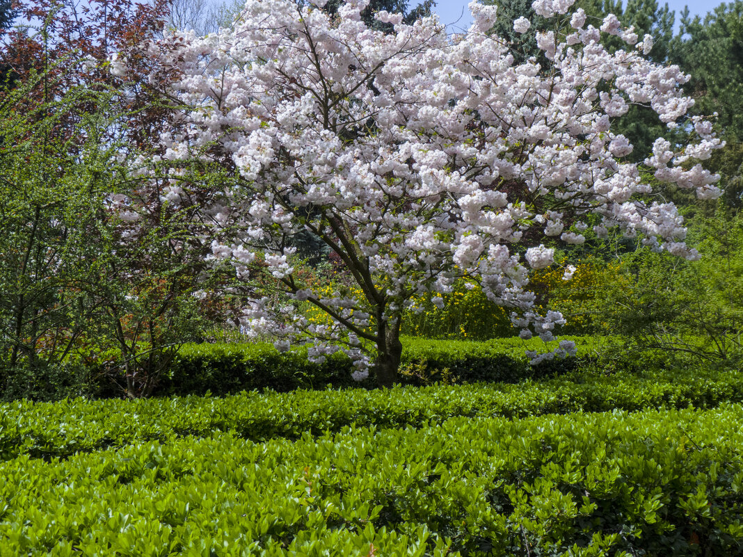 В ботаническом саду  Н В Багрова - Валентин Семчишин