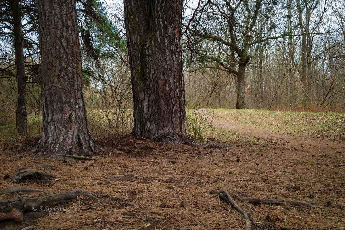 В лесу - Александр Синдерёв