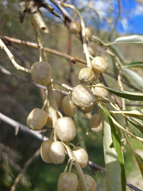 дикая маслина - ИРЭН@ . дикая маслина - ИРЭН@ .