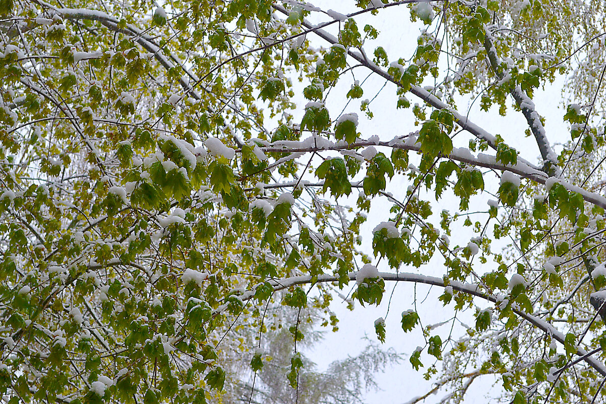 2 мая 2005 года.В Москве снег. - Ольга 2 мая 2005 года.В Москве снег. - Ольга