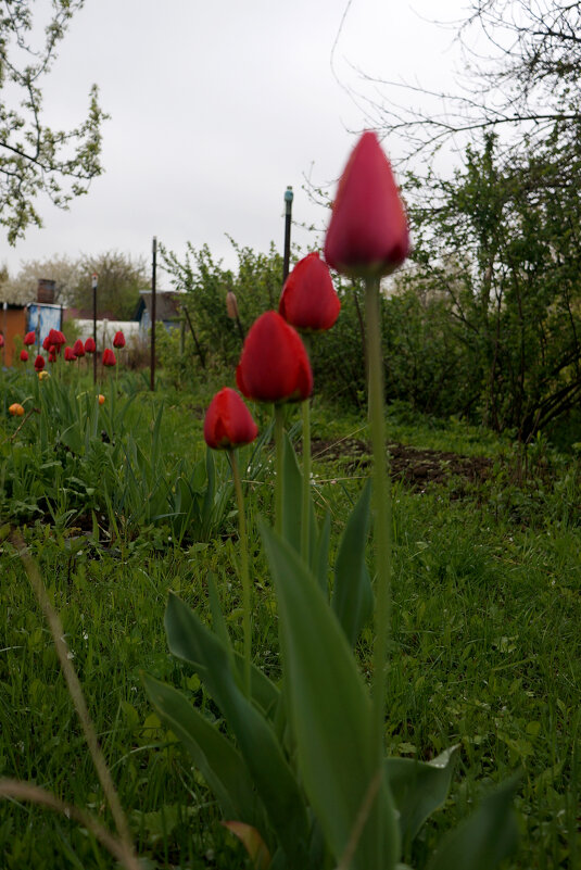 Клумба - sorovey Sol