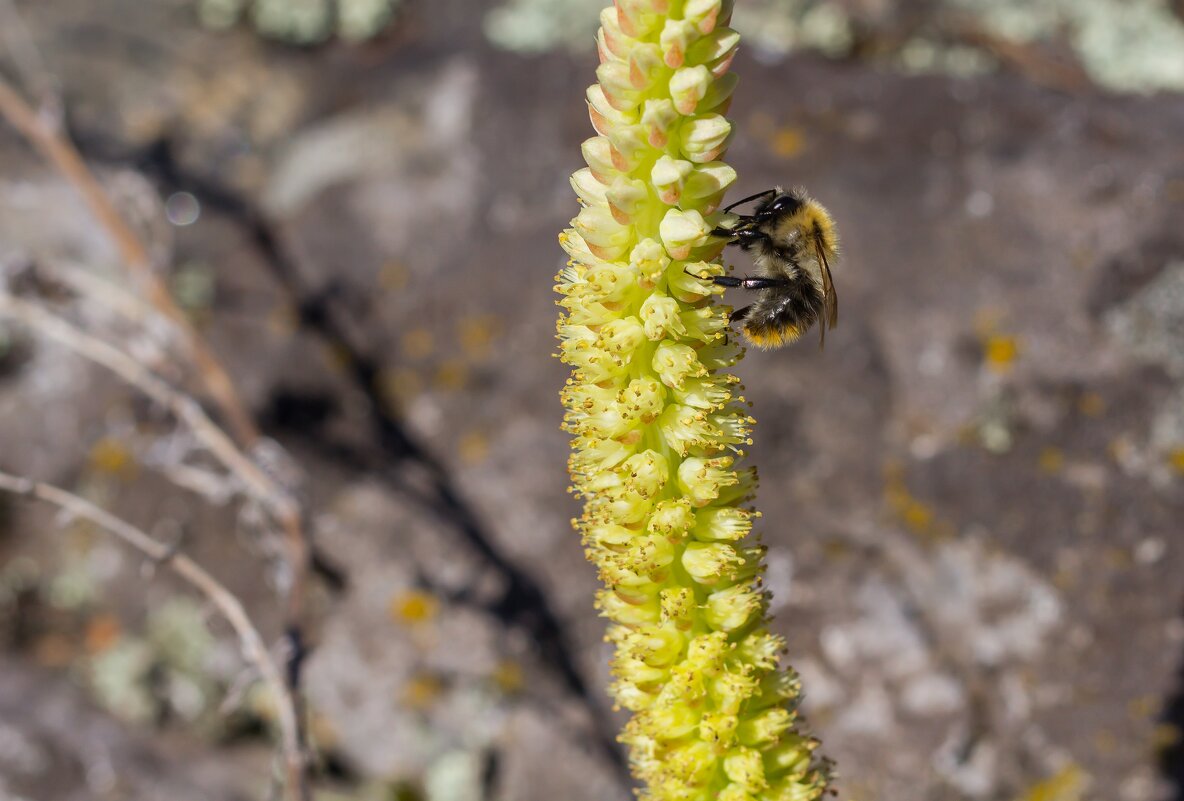 Краски лета. - Алексей Трухин