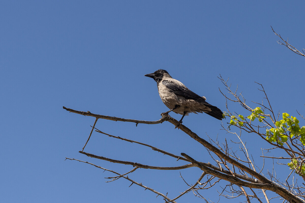 Первомайская ворона радуется тёплой погоде - Олег Манаенков Первомайская ворона радуется тёплой погоде - Олег Манаенков