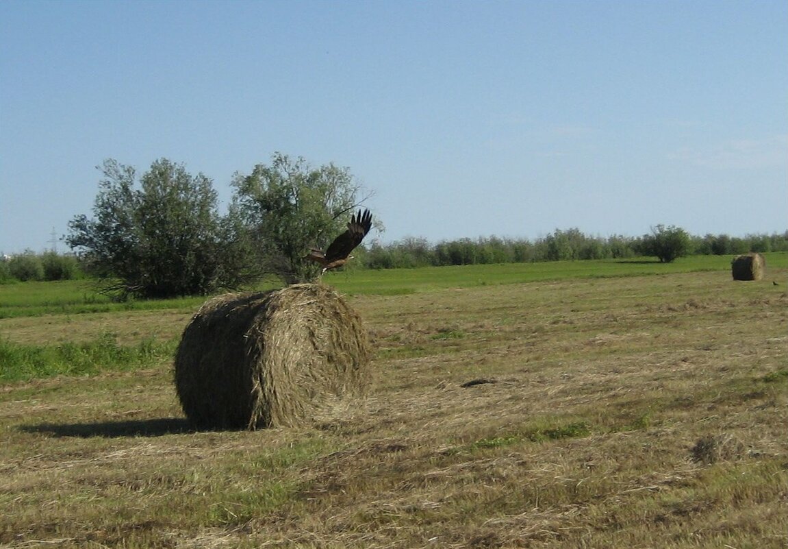 Коршун - Anna Ivanova