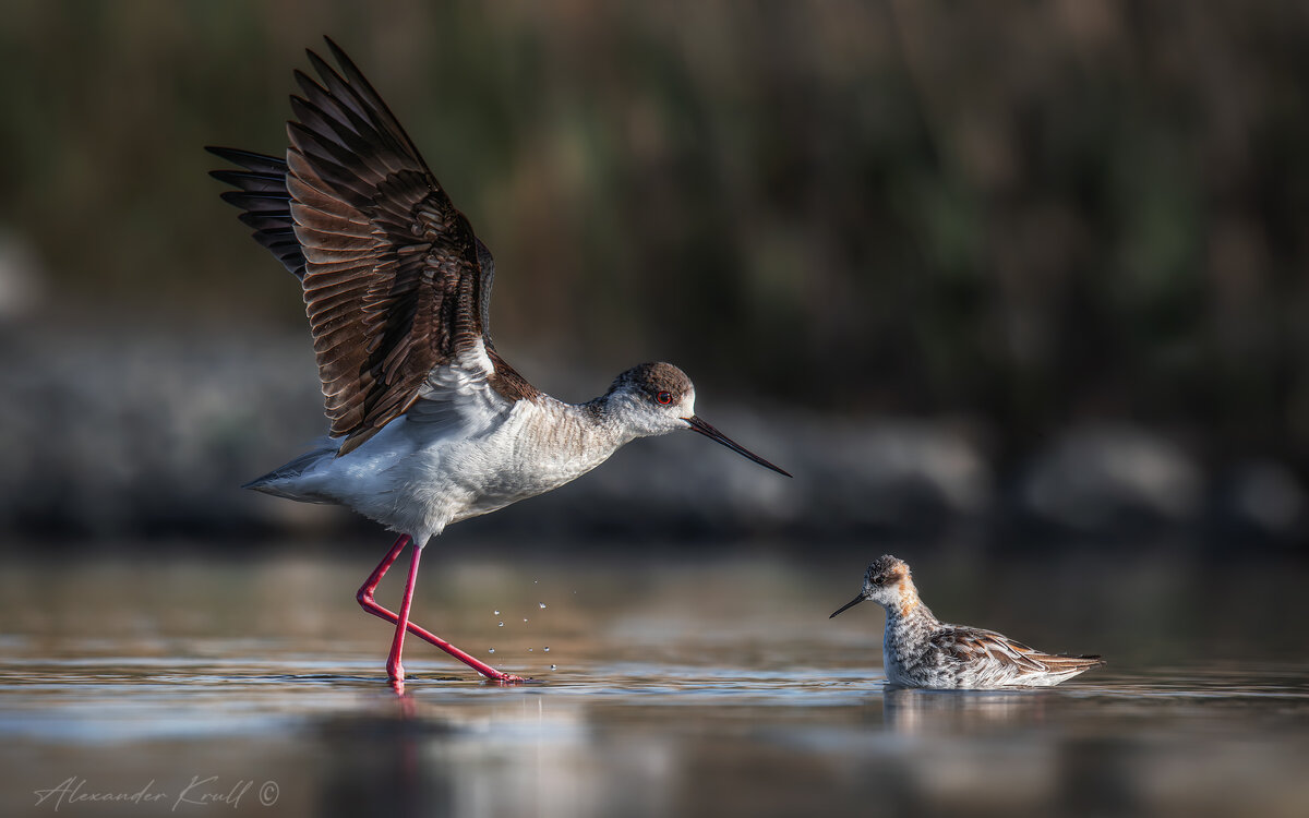 Давид и Голиаф - Александр К. Давид и Голиаф - Александр К.