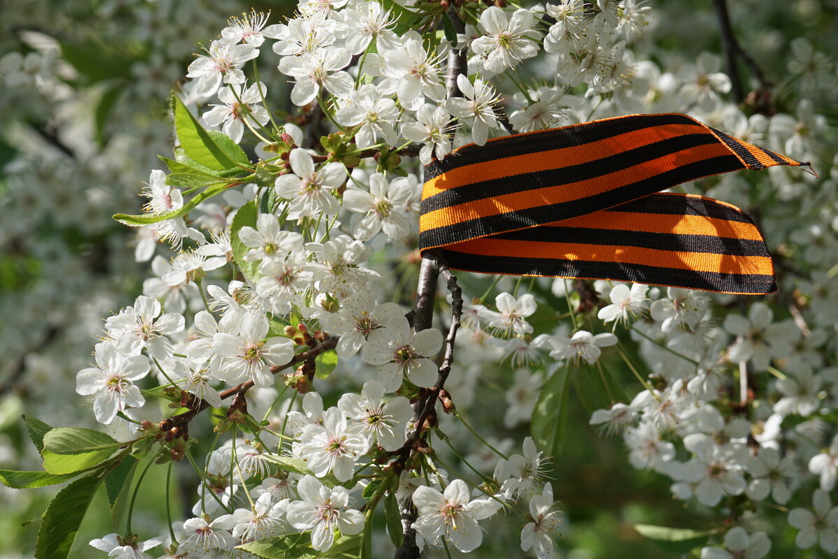 Лкнточка - александр 