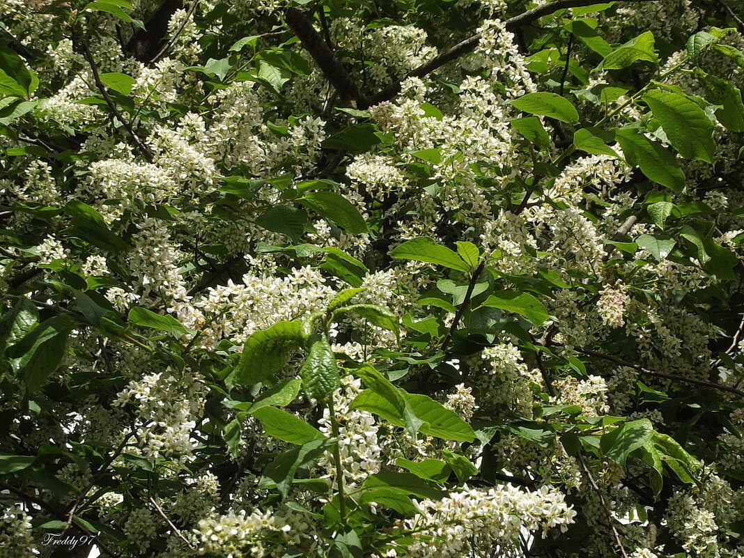 Черёмуха - Freddy 97