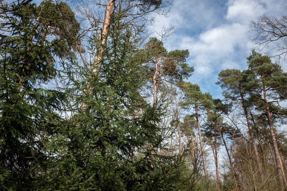 Сосны и облака... - Николай Гирш Сосны и облака... - Николай Гирш