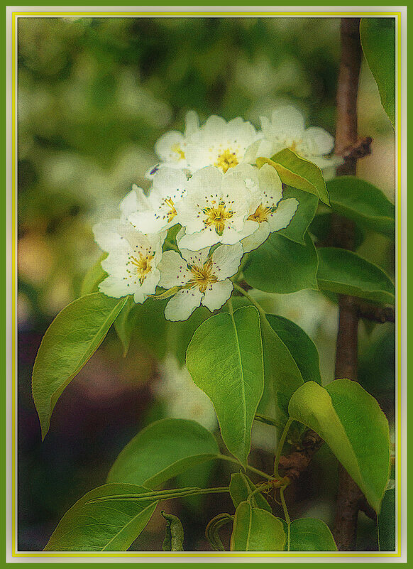 Цветение - Владимир Кроливец Цветение - Владимир Кроливец